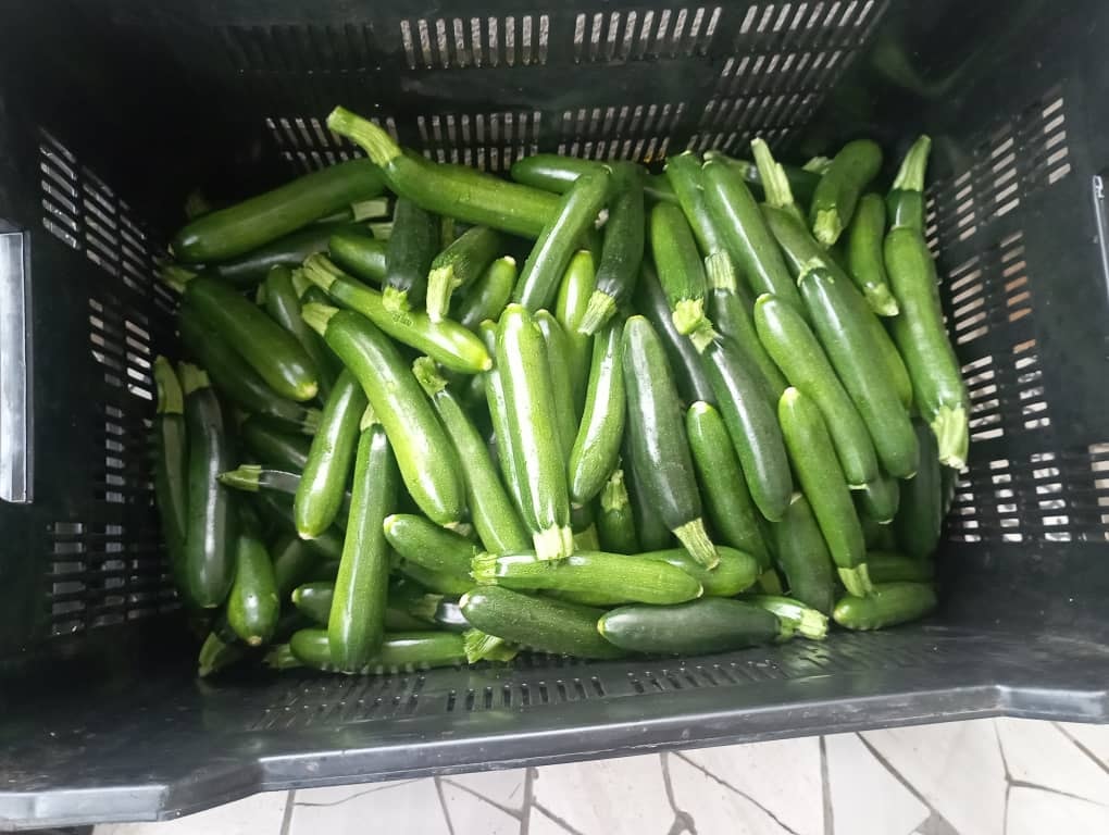 Fresh baby marrows
