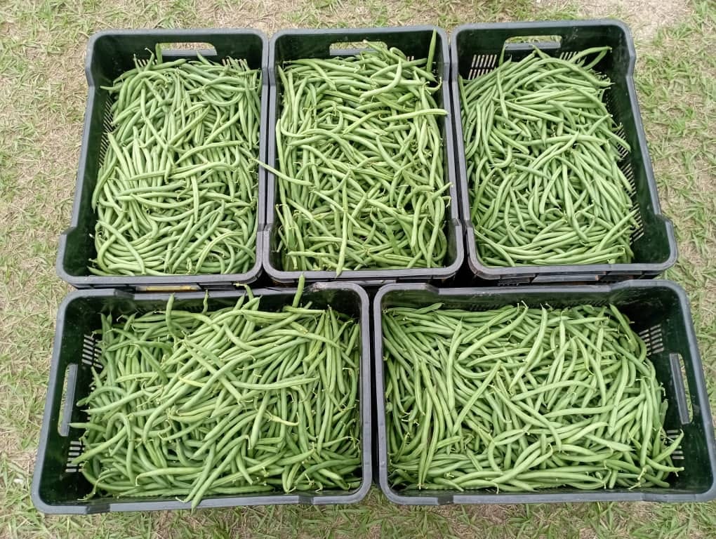 Fresh green beans harvested at Esibhomeni farm