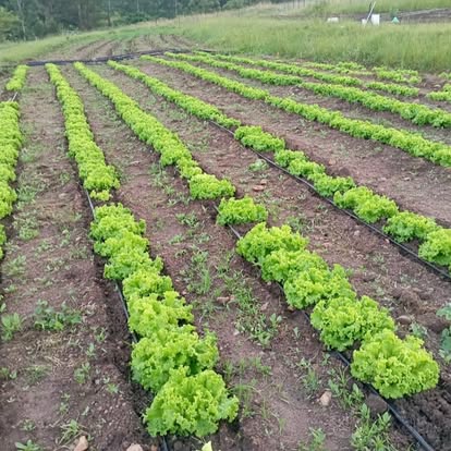 Lettuce growing in rows